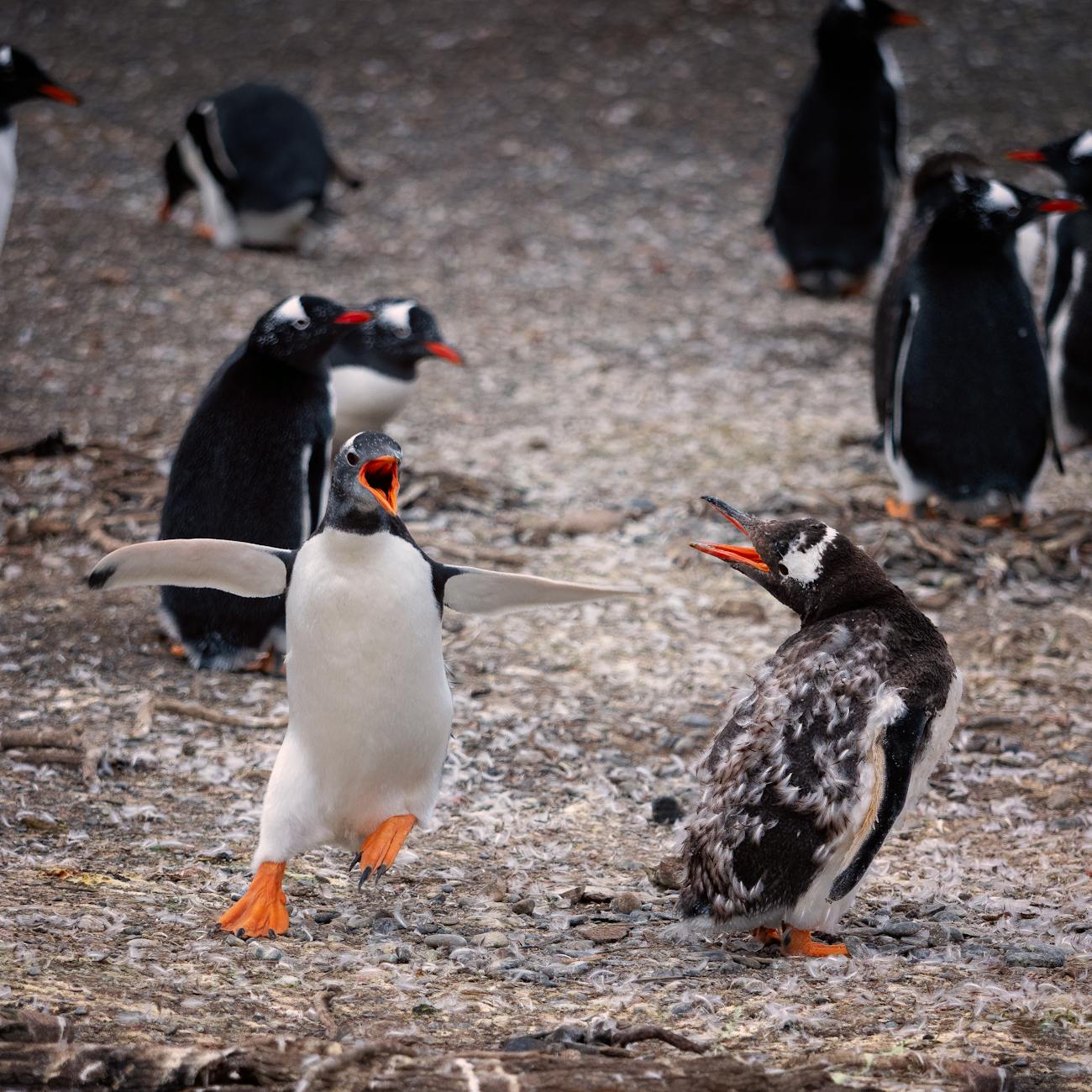 Penguin Handling and Restraint