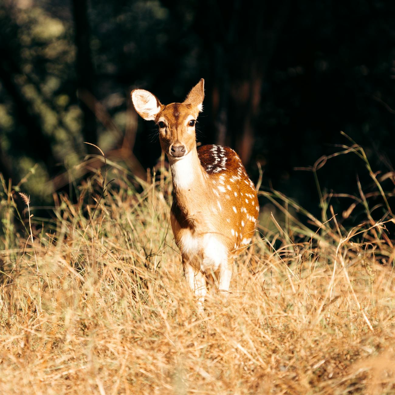 Ecotourism Trends and Opportunities