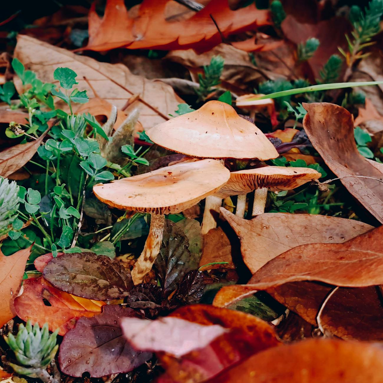 Indigenous Knowledge and Ecological Wisdom