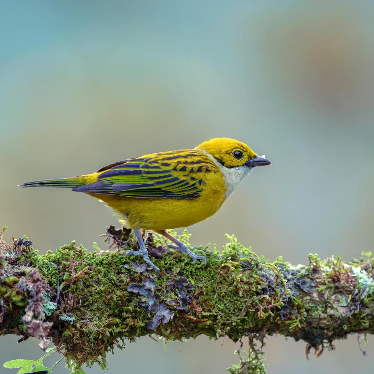 Species Distribution Modeling