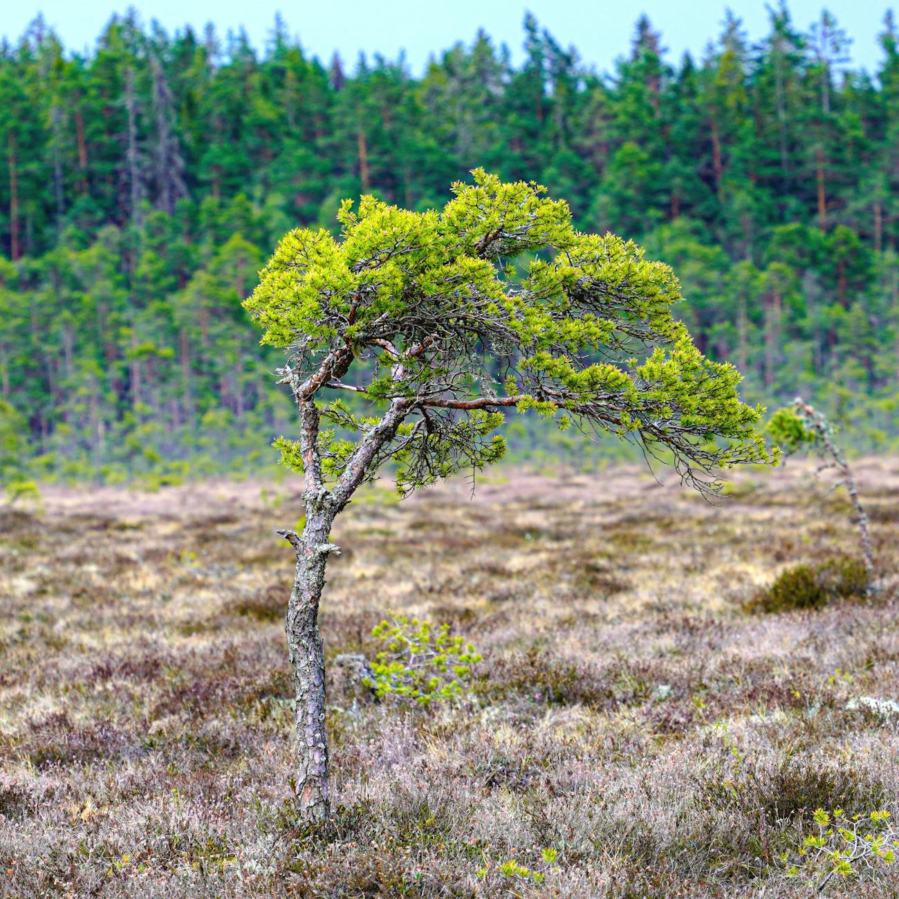 Conservation Strategies