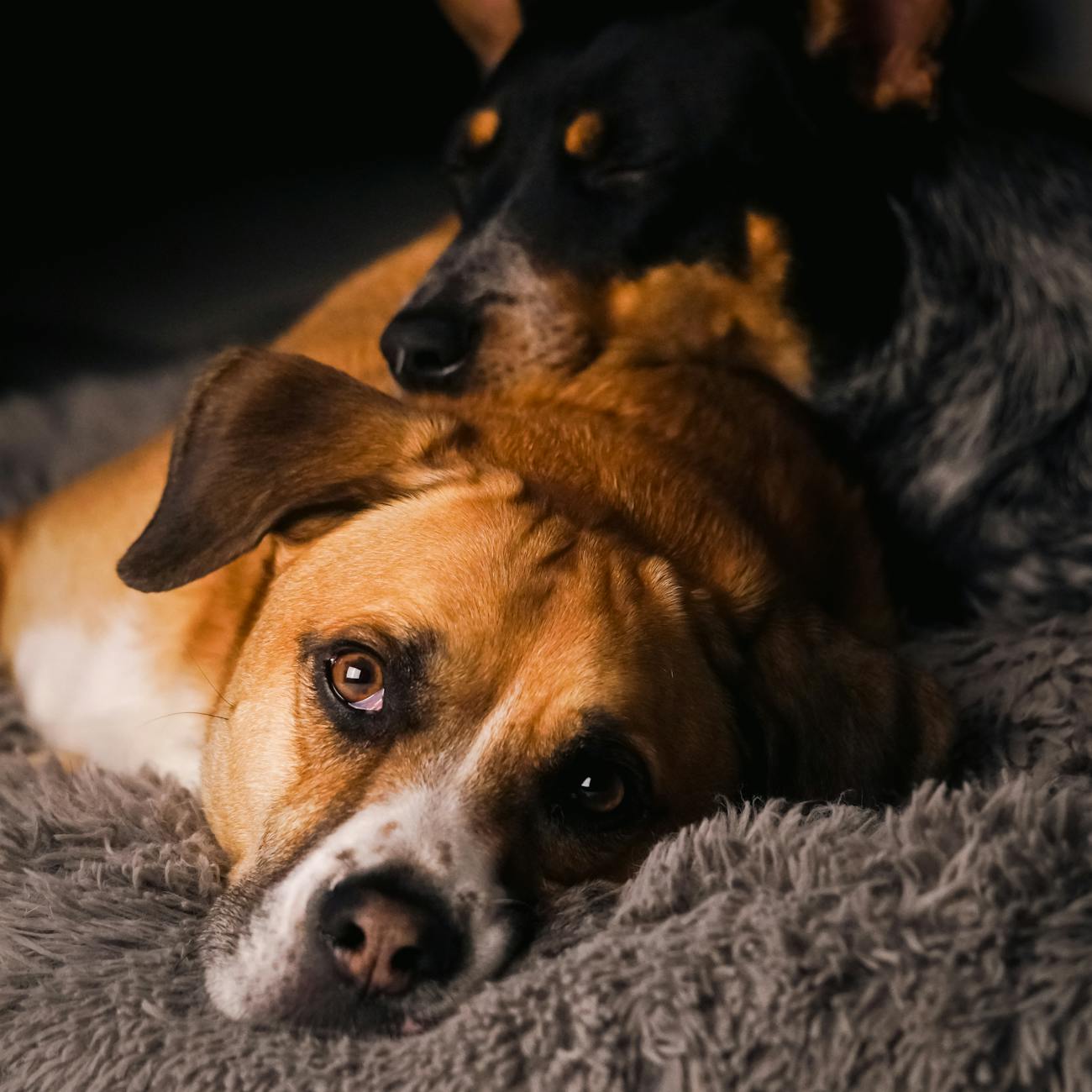 Canine Problem Behaviors