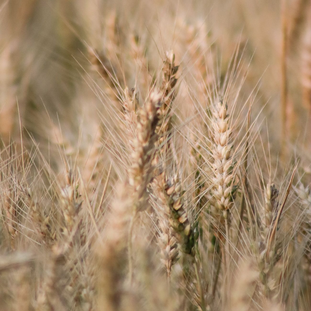 Introduction to Agricultural Commodity Trading