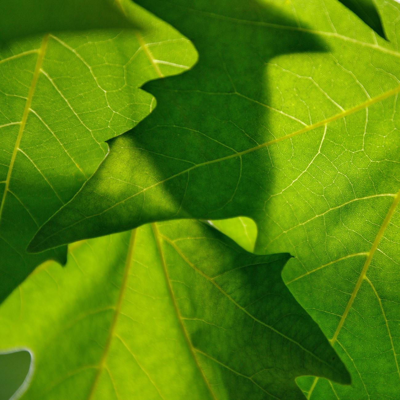 Ethnobotanical Research Methods