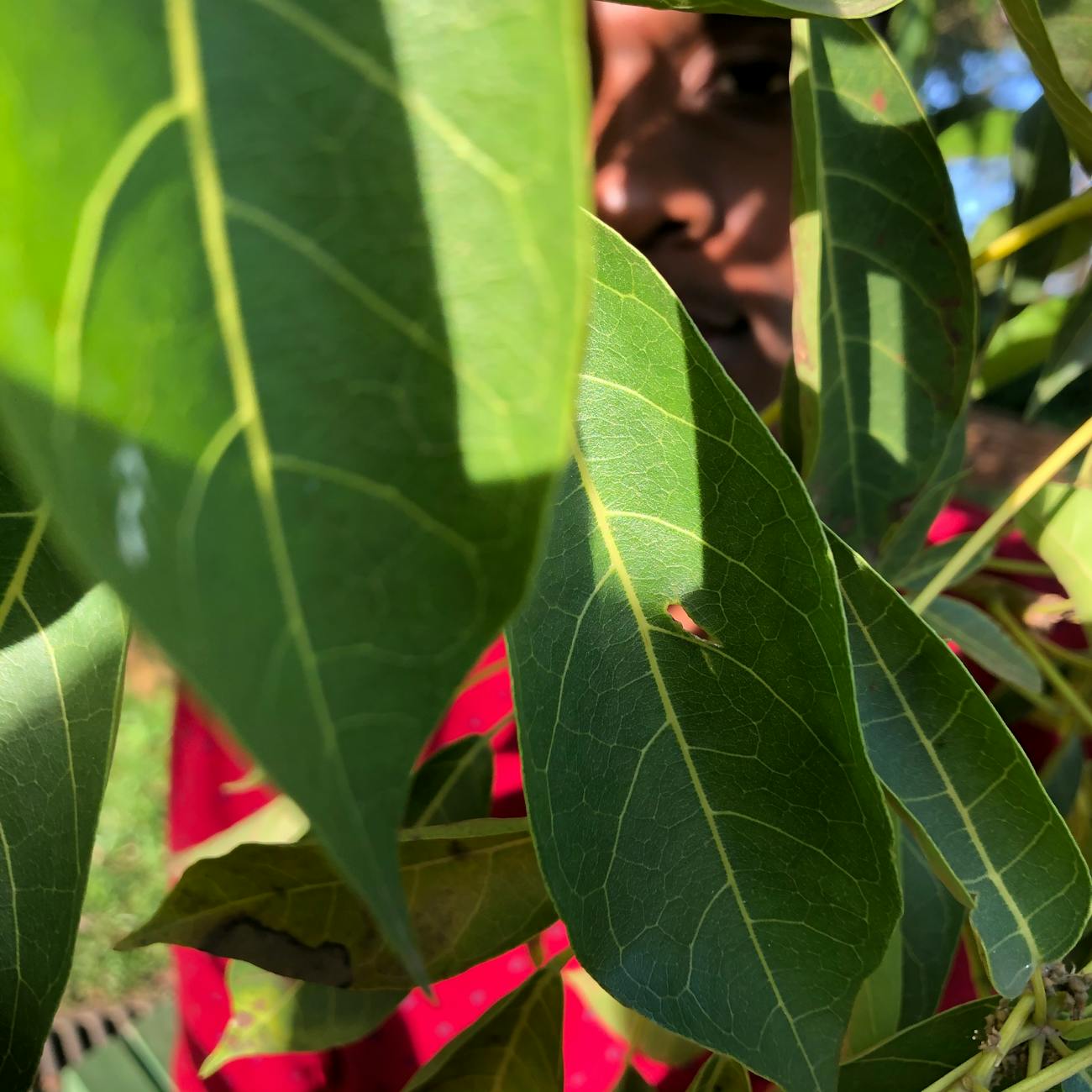 Cultural Significance of Plants