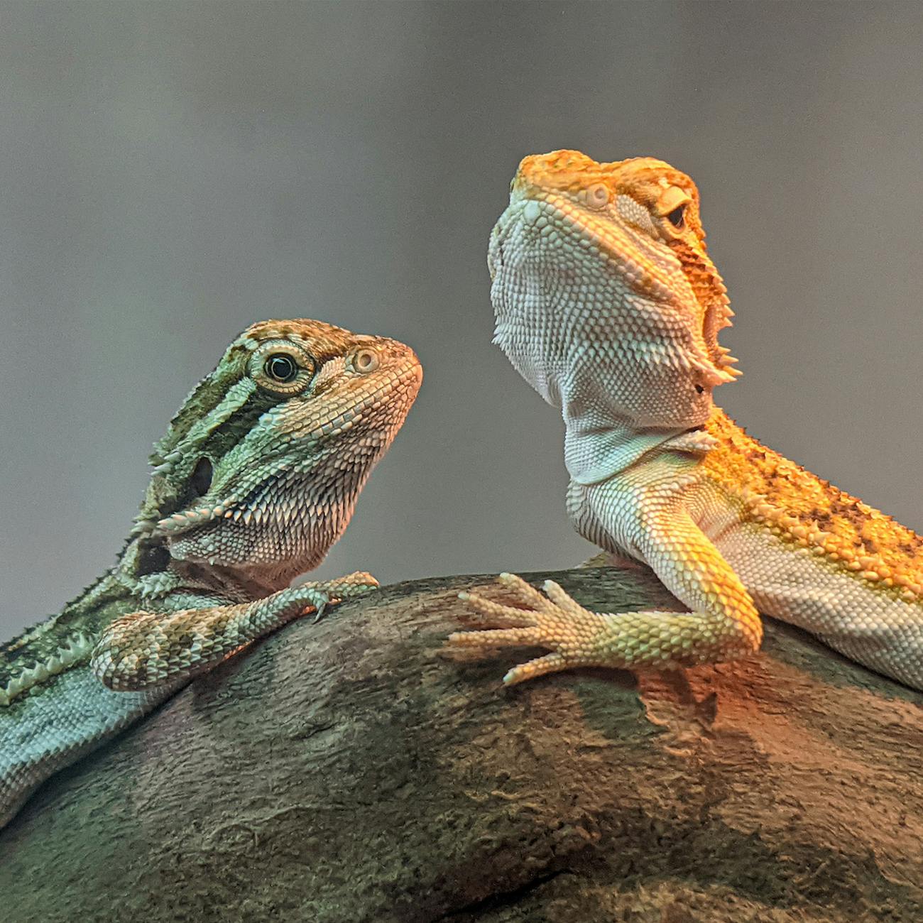 Exotic Pet Health and Disease Management