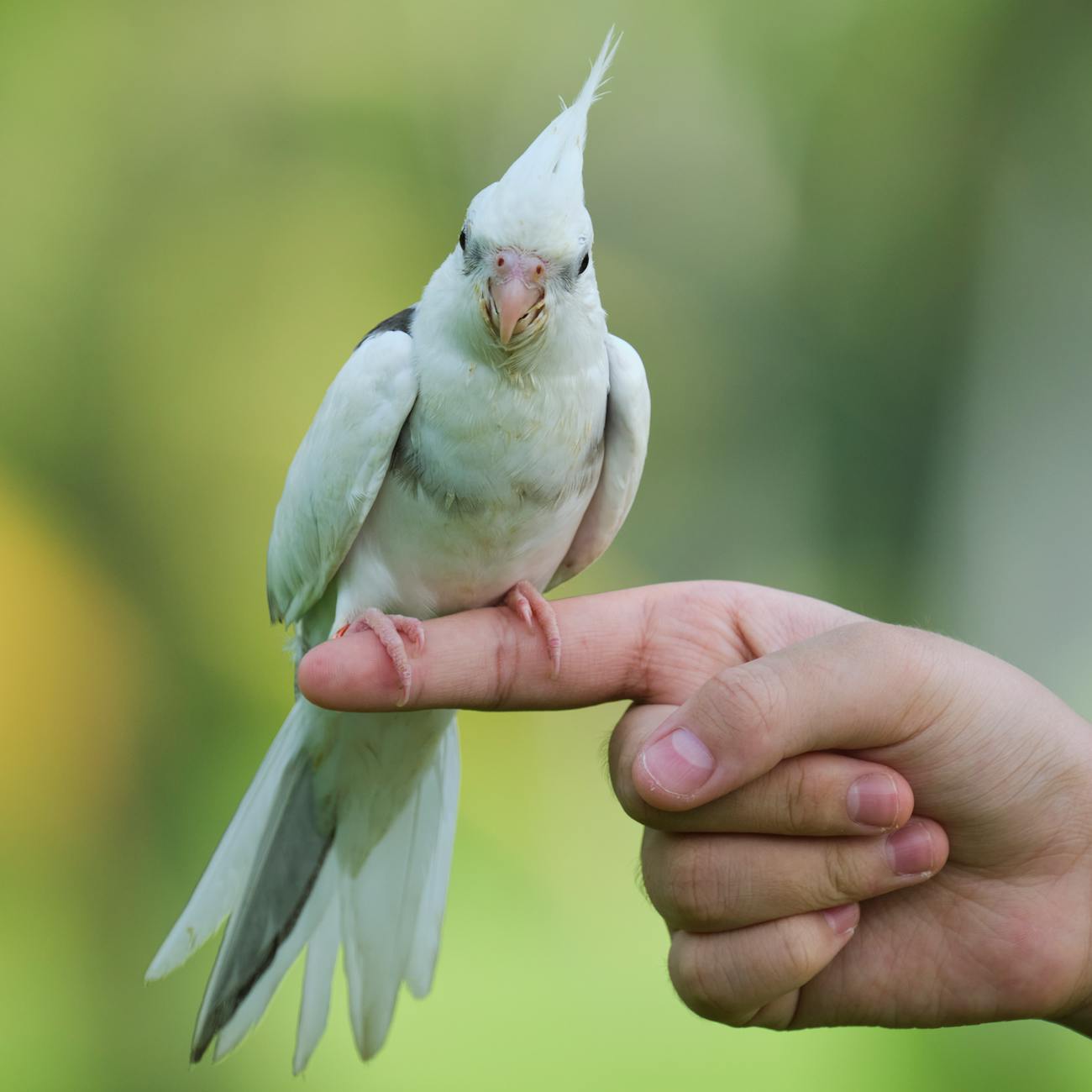 Exotic Pet Behavior and Enrichment