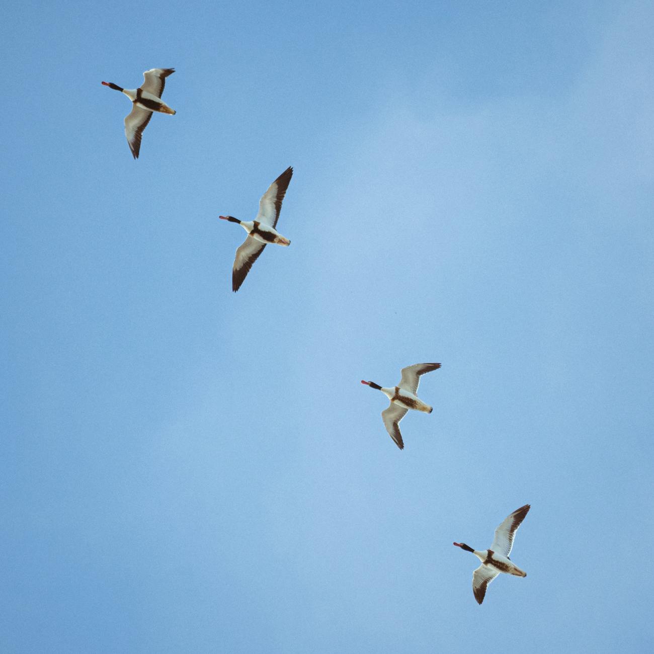 Cloud Migration Strategies