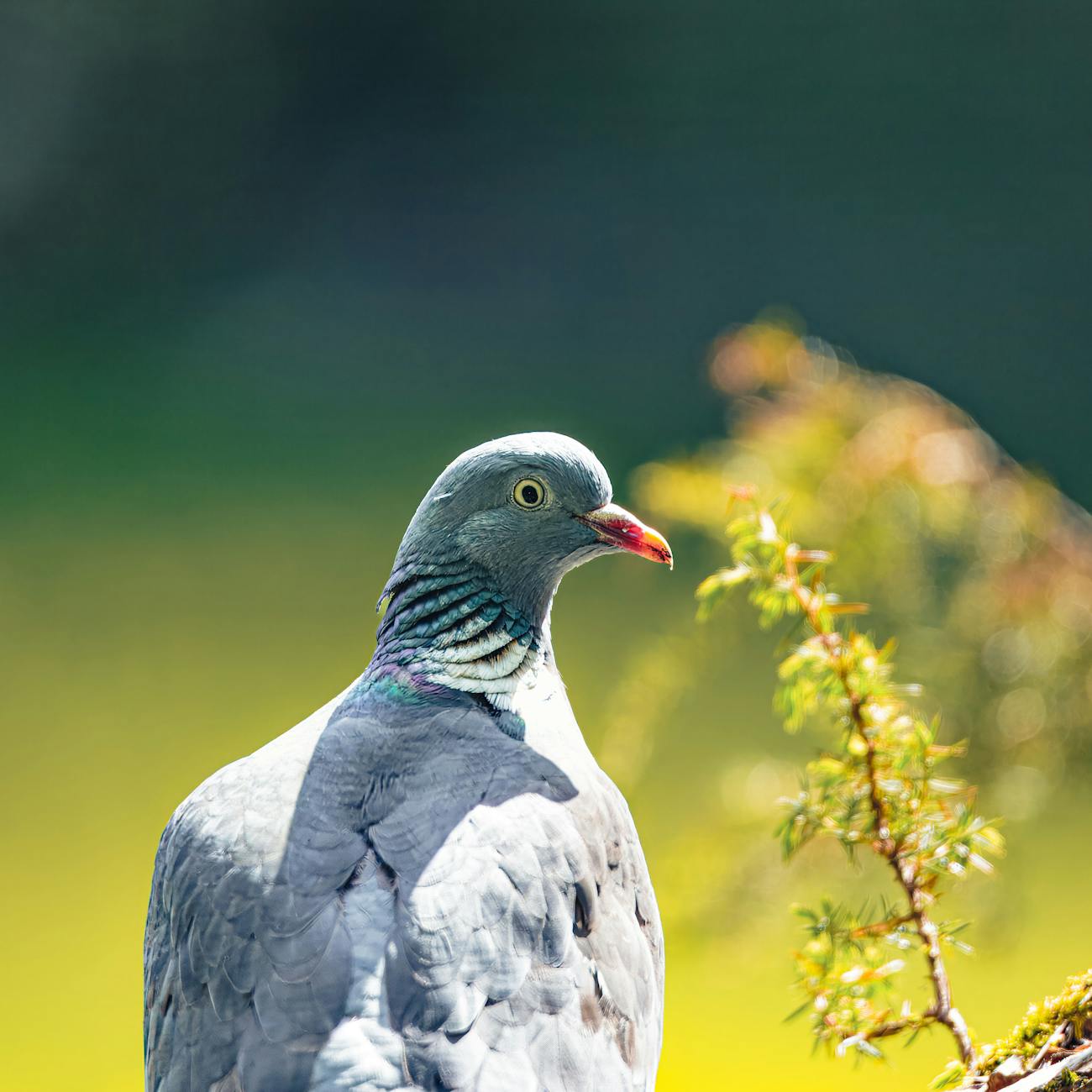 Pigeon Loft Management