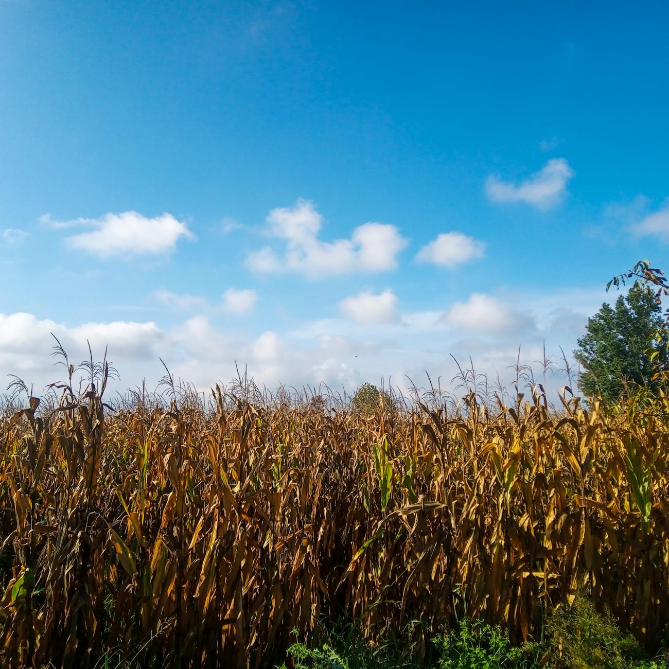 Sustainability Reporting in Agriculture