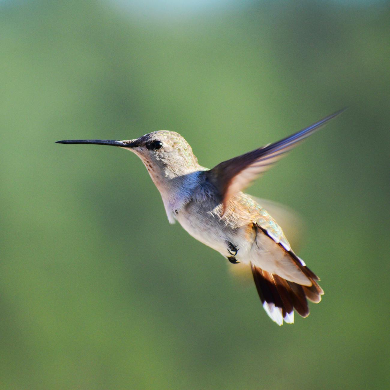 Routes of Medication Administration in Wildlife Rehabilitation