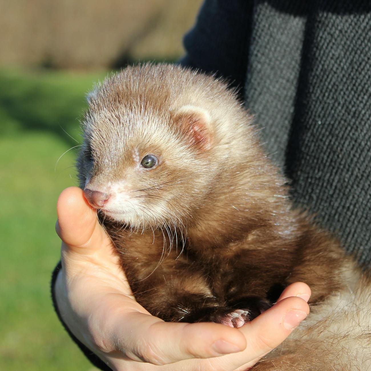 Administering Oral Medications to Wildlife Patients