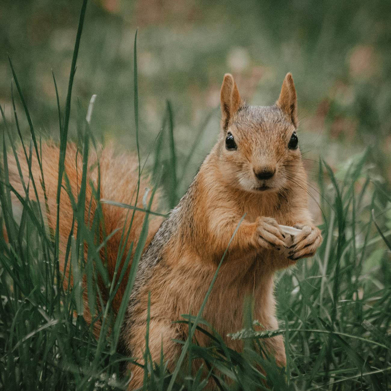Topical Medications in Wildlife Rehabilitation