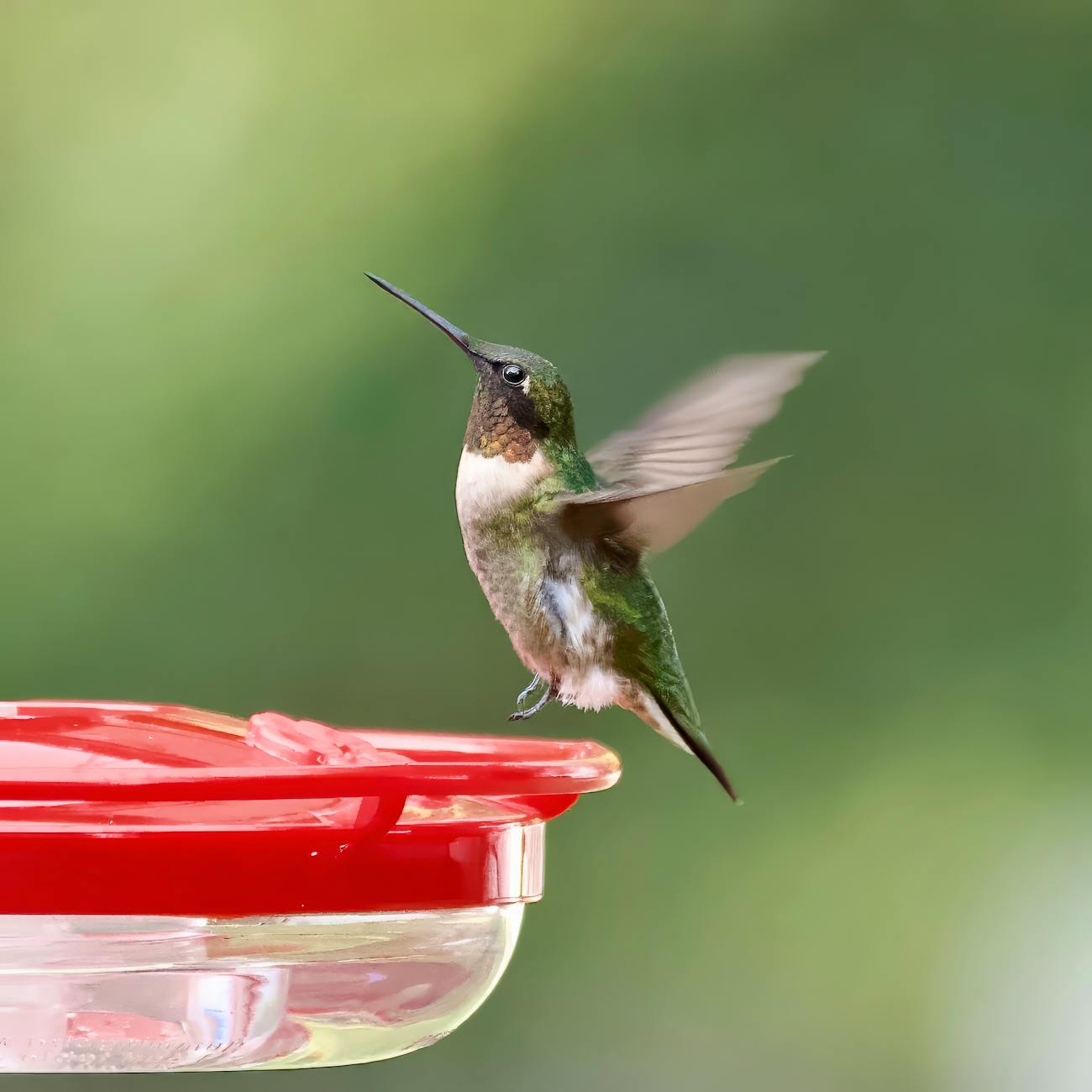 Emergency Medications in Wildlife Rehabilitation.