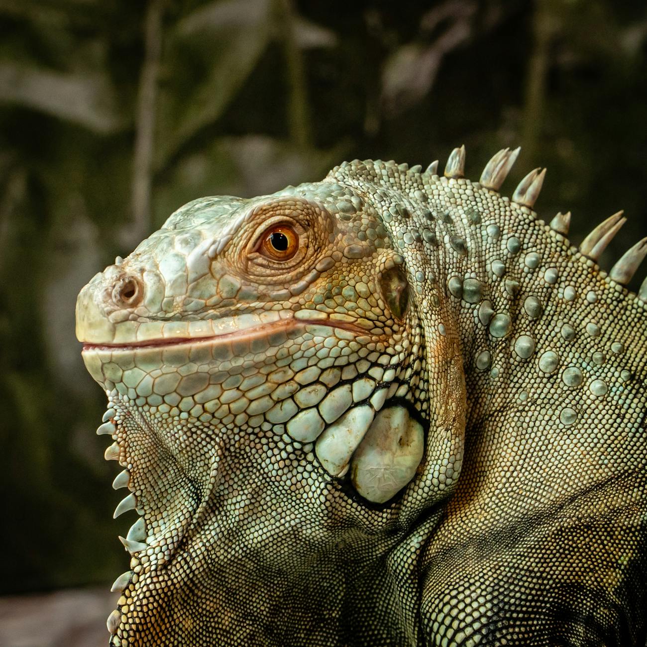 Treating exotic animals for shock and hypothermia