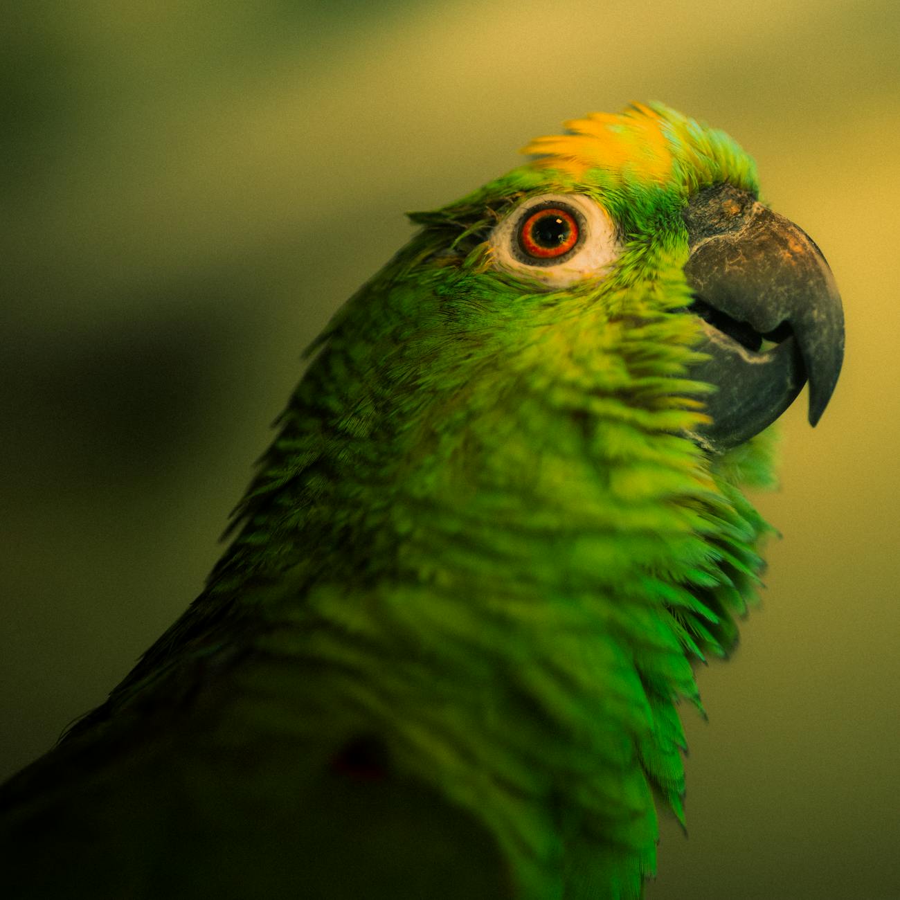 Administering medication to exotic animals in emergency situations
