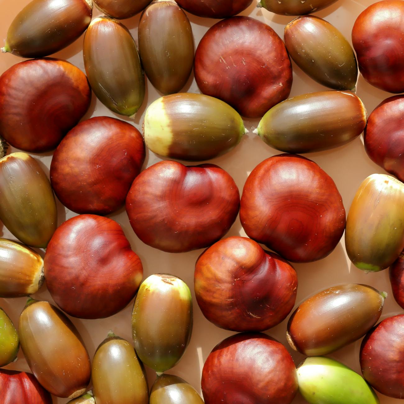 Introduction to GMO Auditing