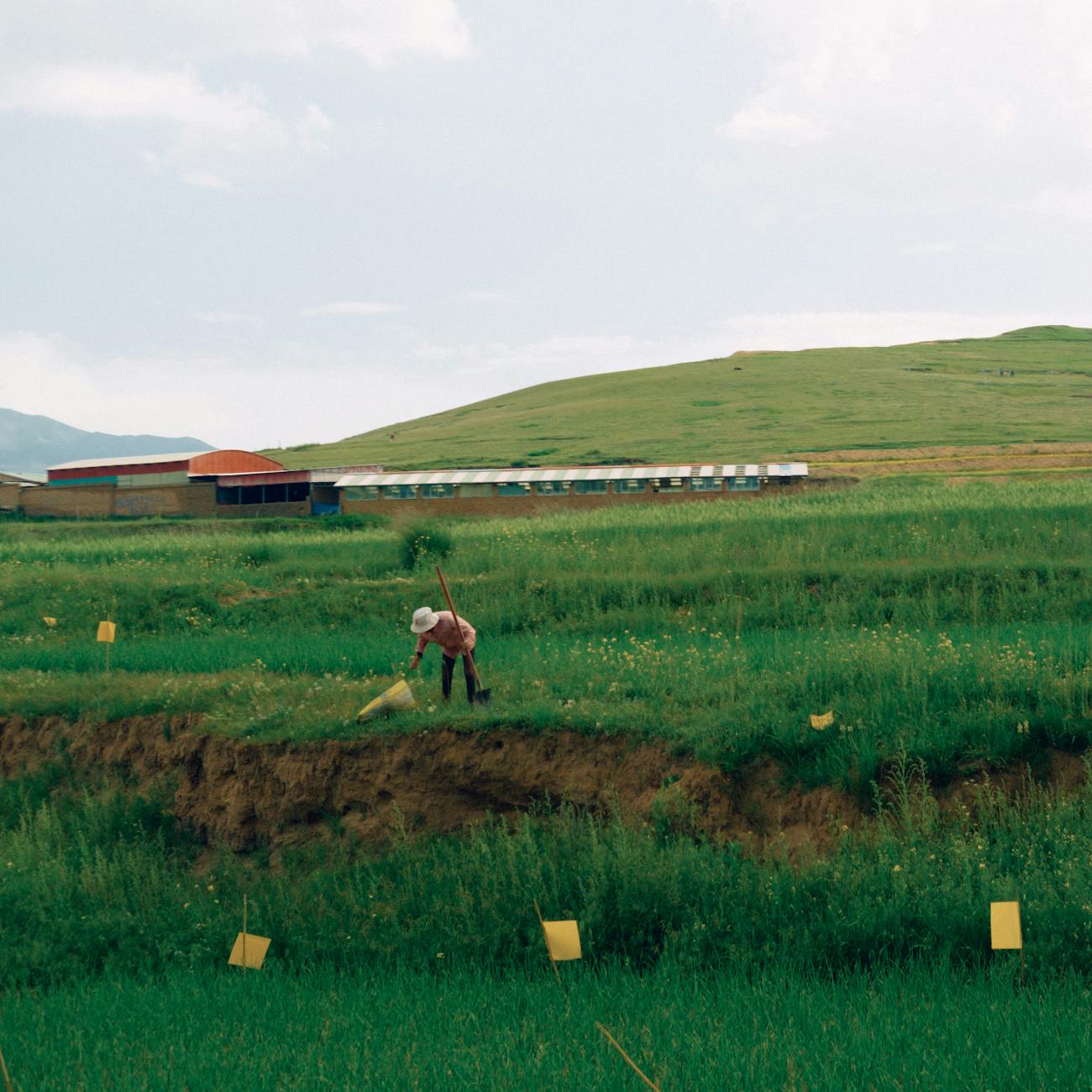 GMO Sampling and Analysis
