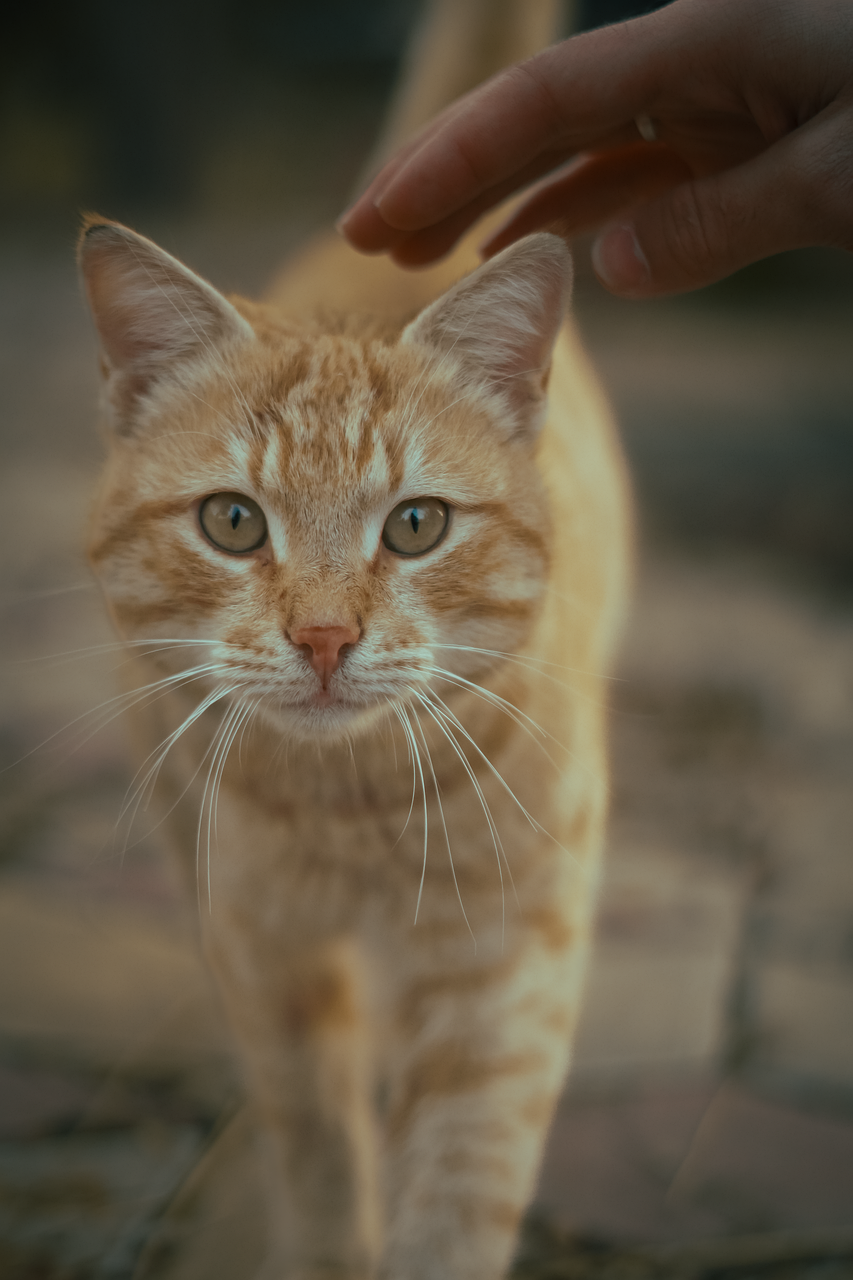 Anatomy and Physiology of Human-Animal Interaction