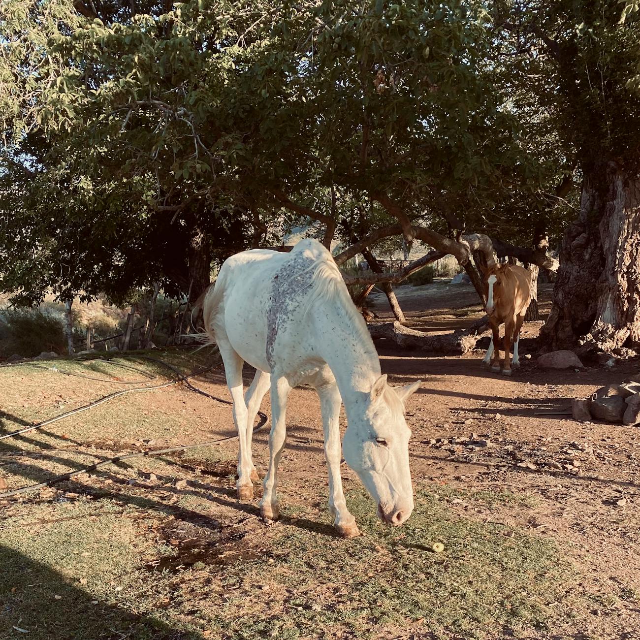 Equine Behavior and Communication