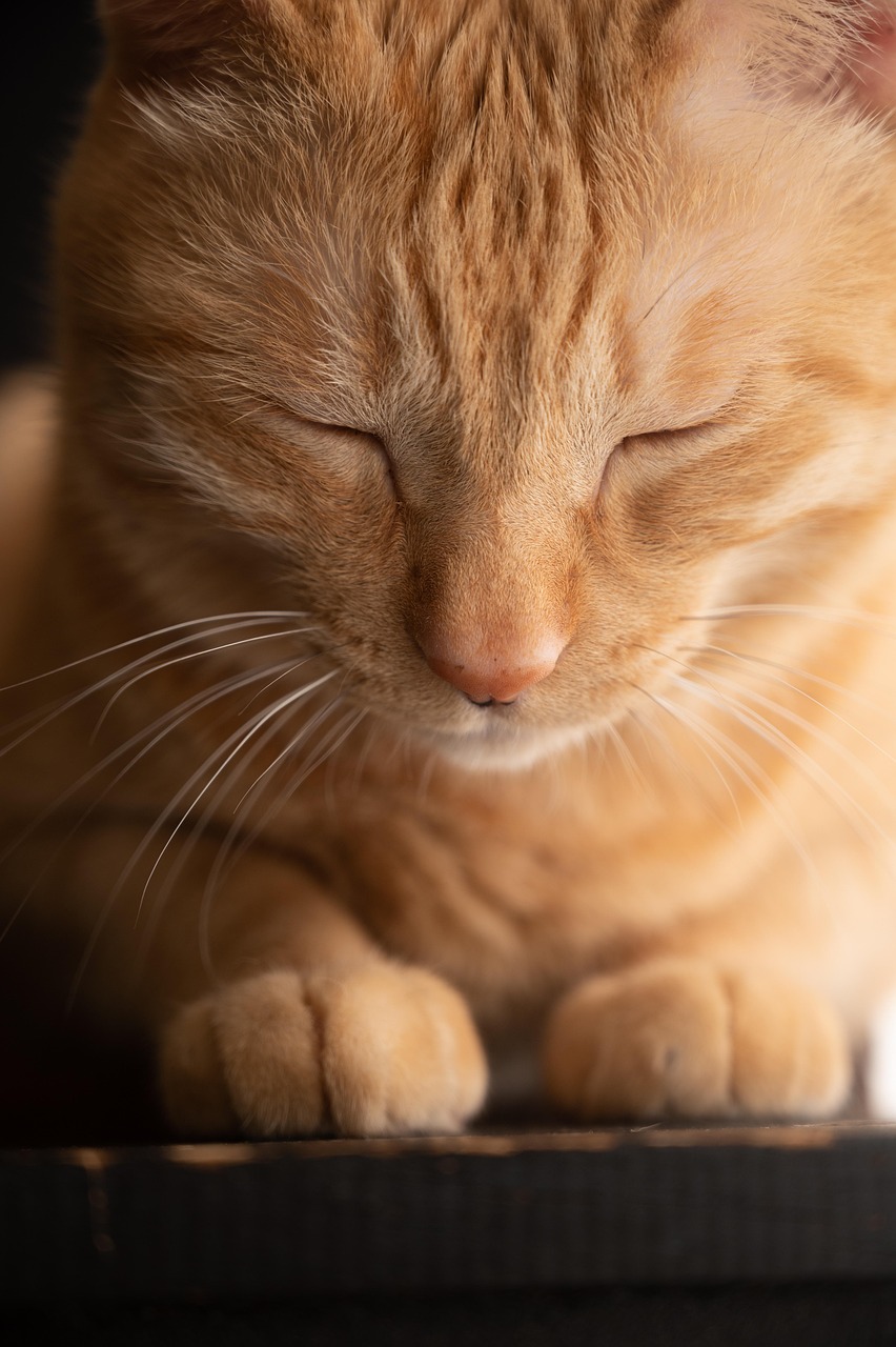 Aromatherapy for Pets