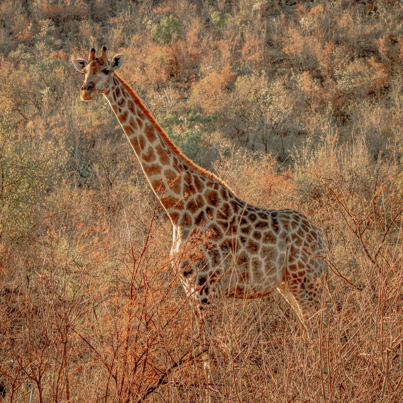 Image Recognition and Processing for Wildlife Conservation