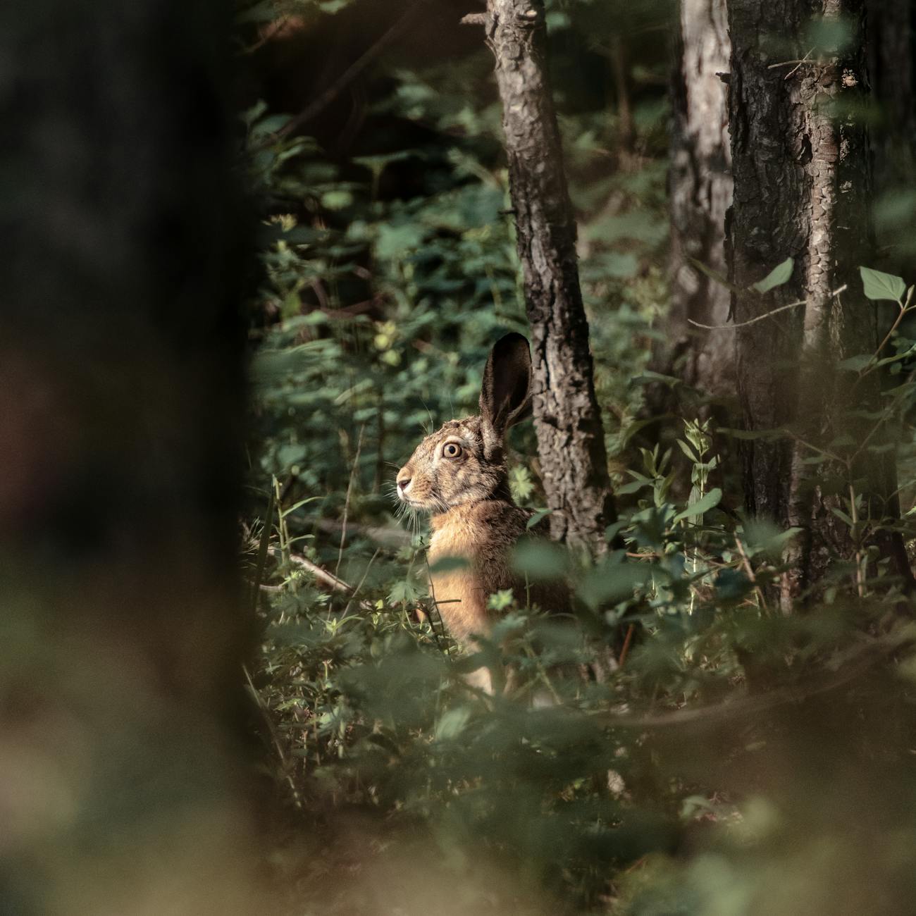 GIS and Remote Sensing Applications in Wildlife Conservation