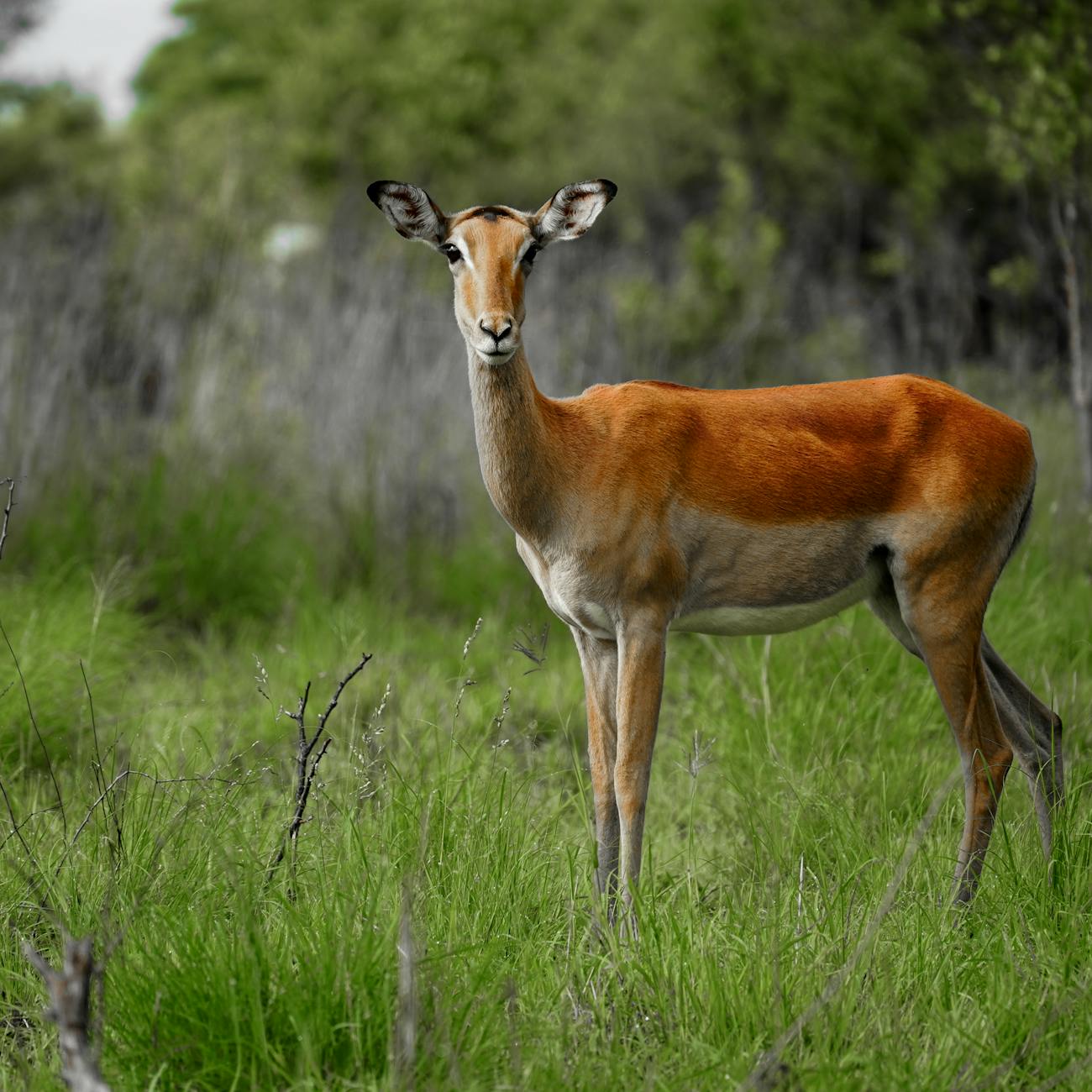 Ethics and Bias in AI for Wildlife Conservation
