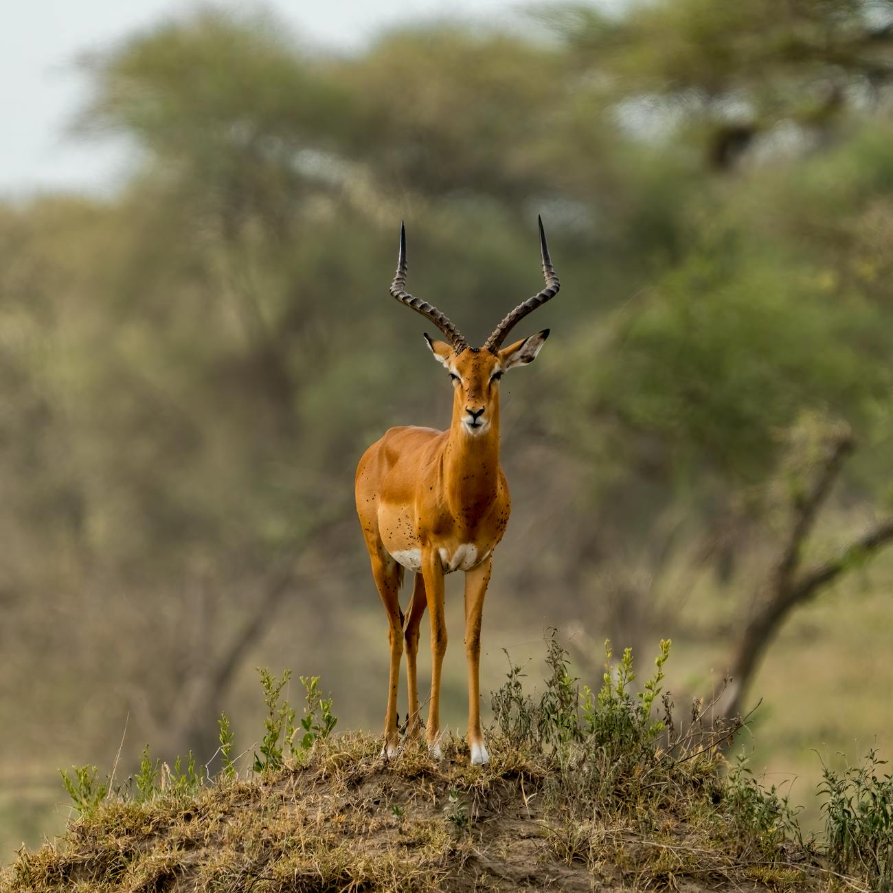 Wildlife Population Modeling with AI
