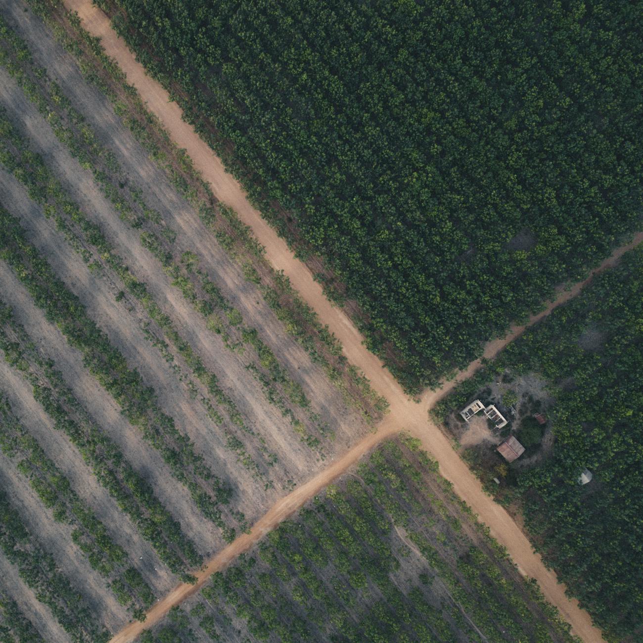 Satellite Image Processing for Field Monitoring