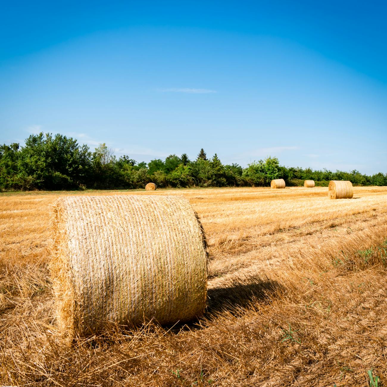 Weather Forecasting Models for Agriculture