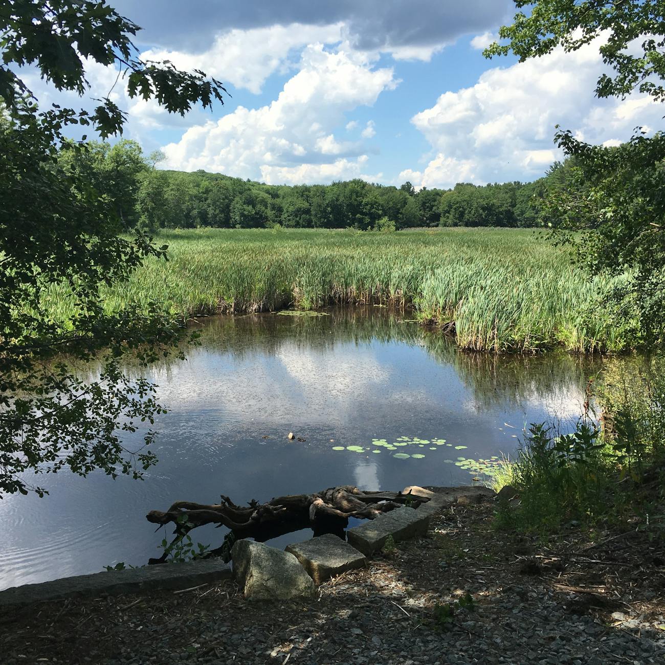 Community-Based Ecological Restoration