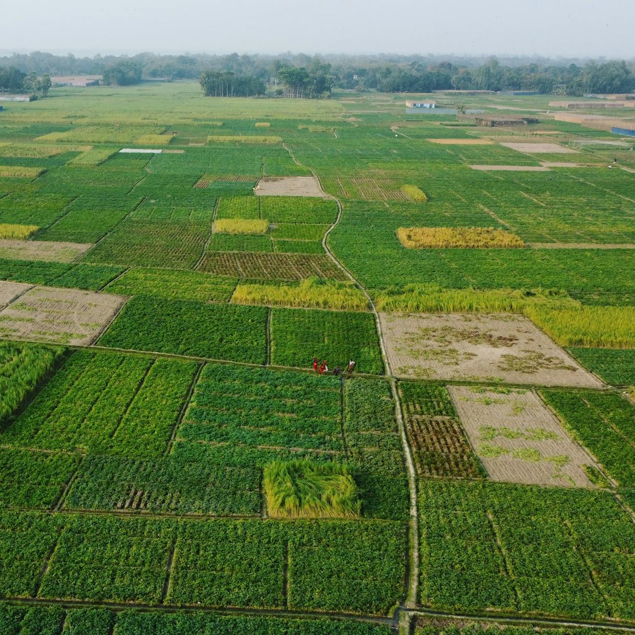 Image Processing and Computer Vision for Crop Monitoring