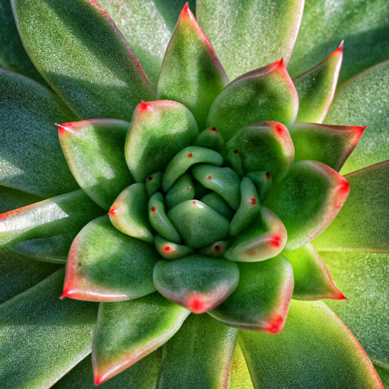 Customer Feedback and Surveys