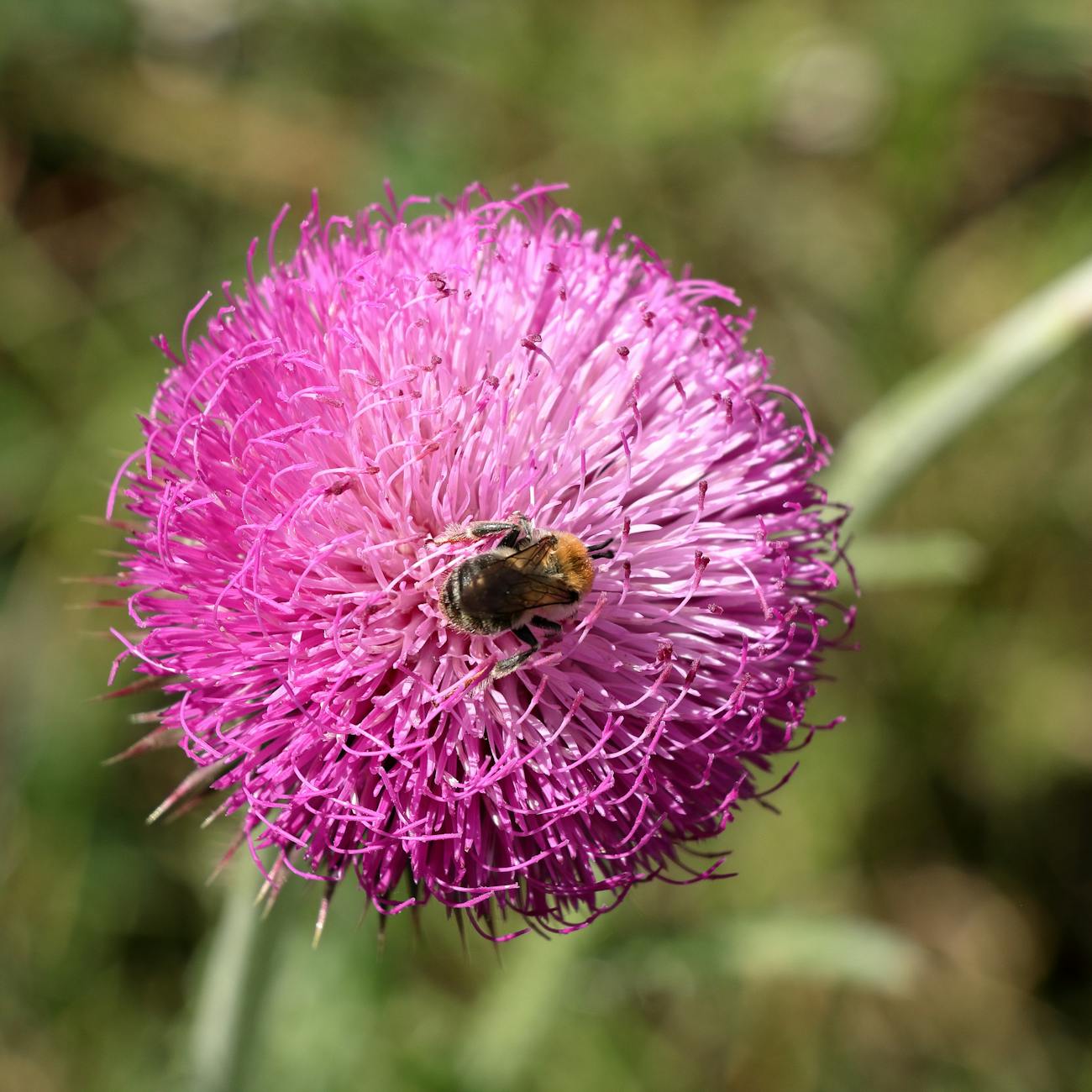 Medicinal Plant Knowledge and Use