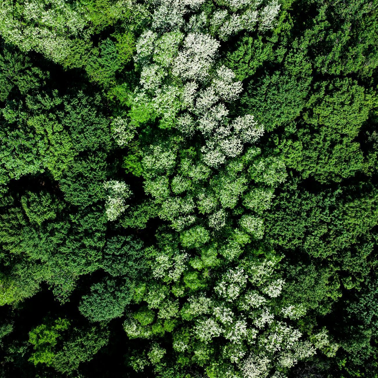 Remote Sensing and Image Processing for Biodiversity Conservation