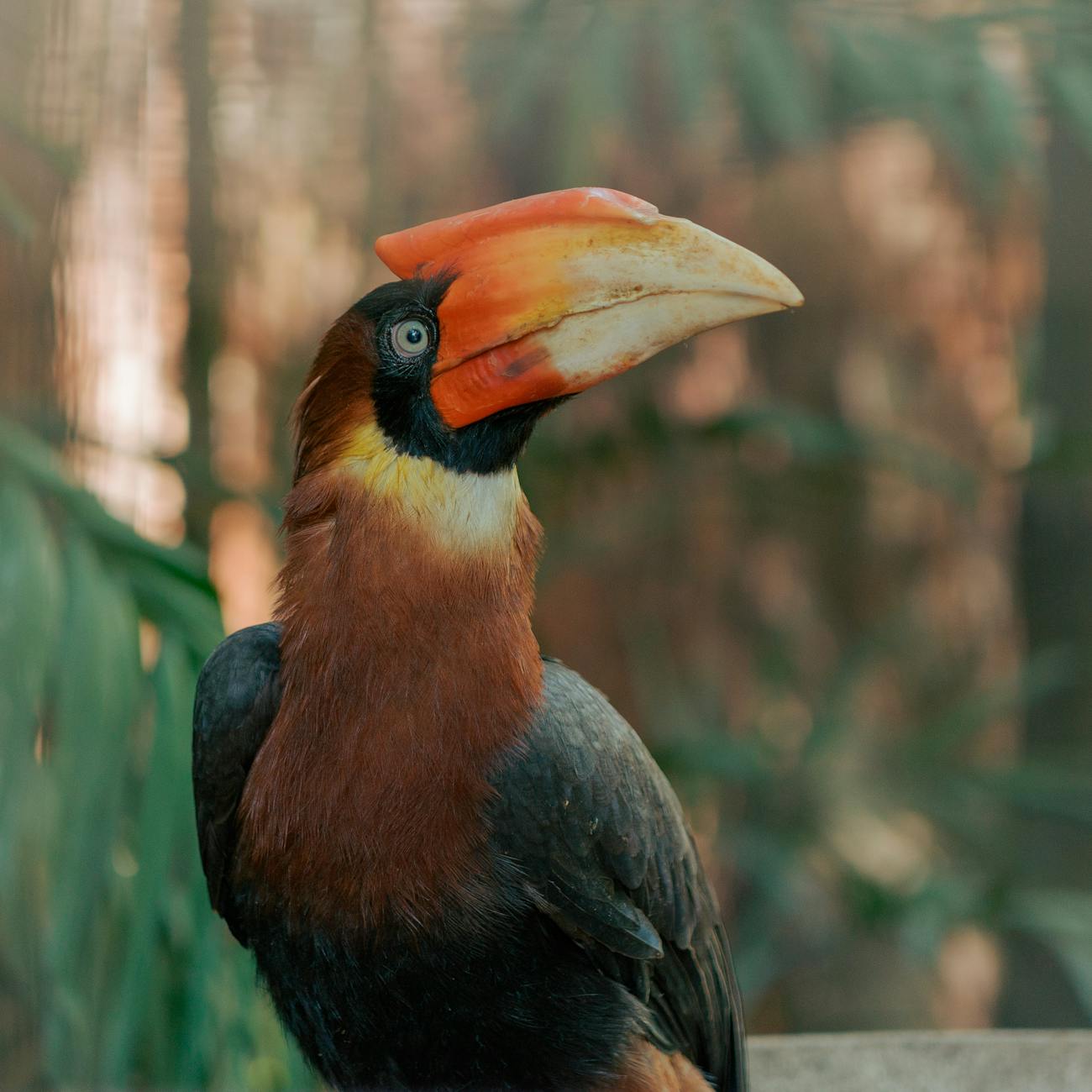 Ethical Considerations in AI for Biodiversity Conservation