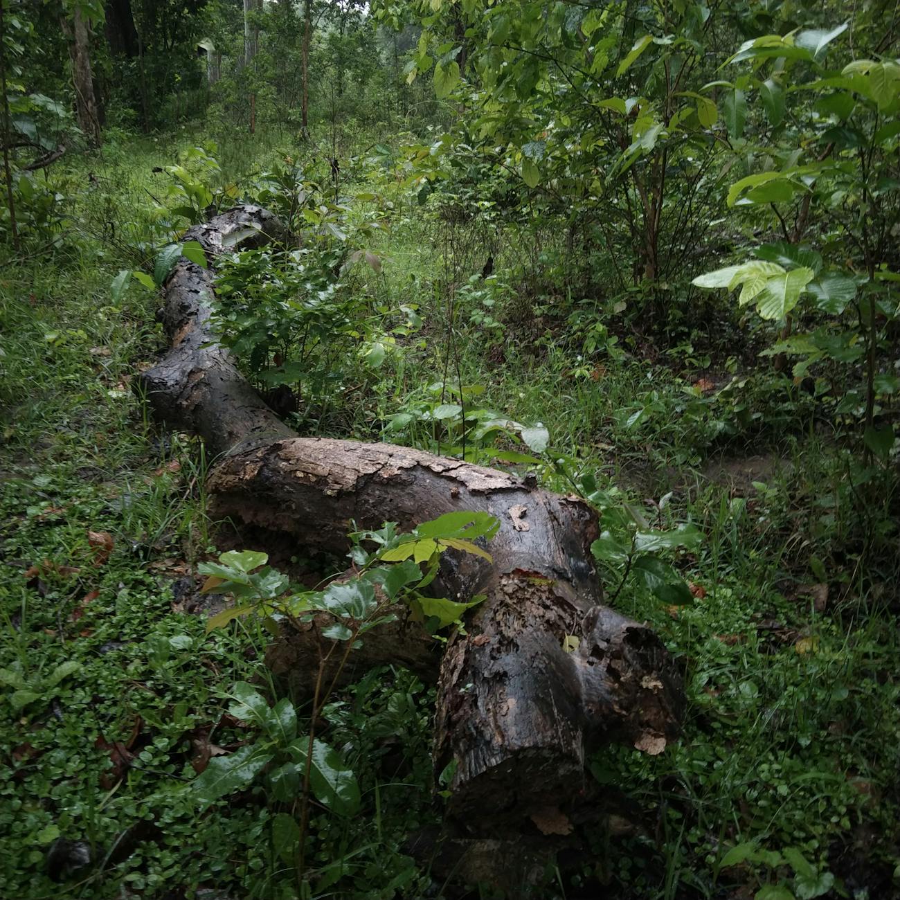 Deep Learning Applications in Biodiversity Conservation