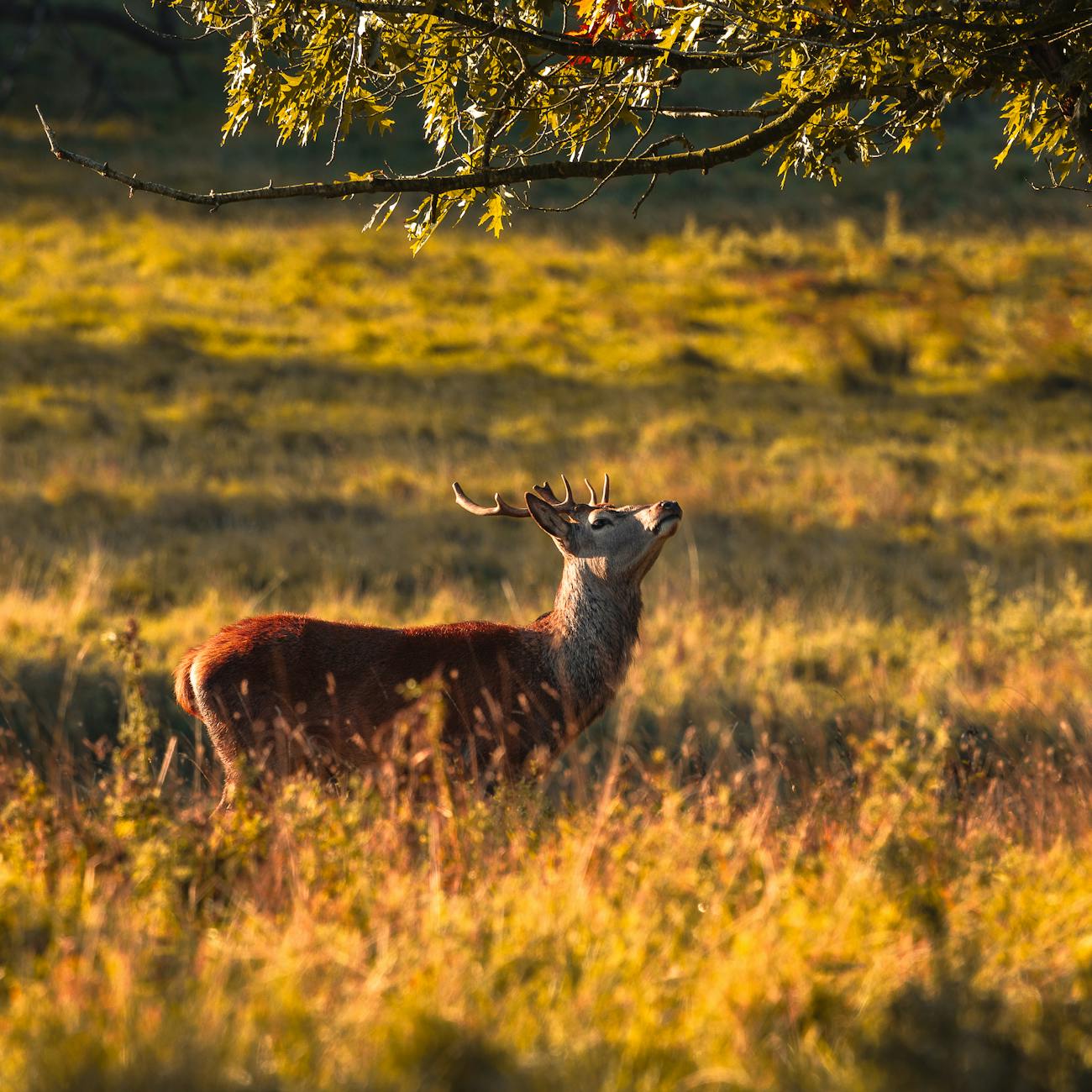 AI Integration in Wildlife Monitoring and Management.