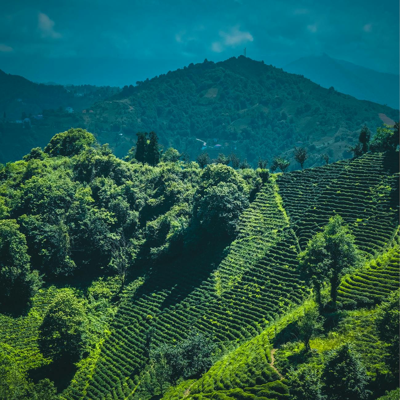 Sustainable Tourism Practices
