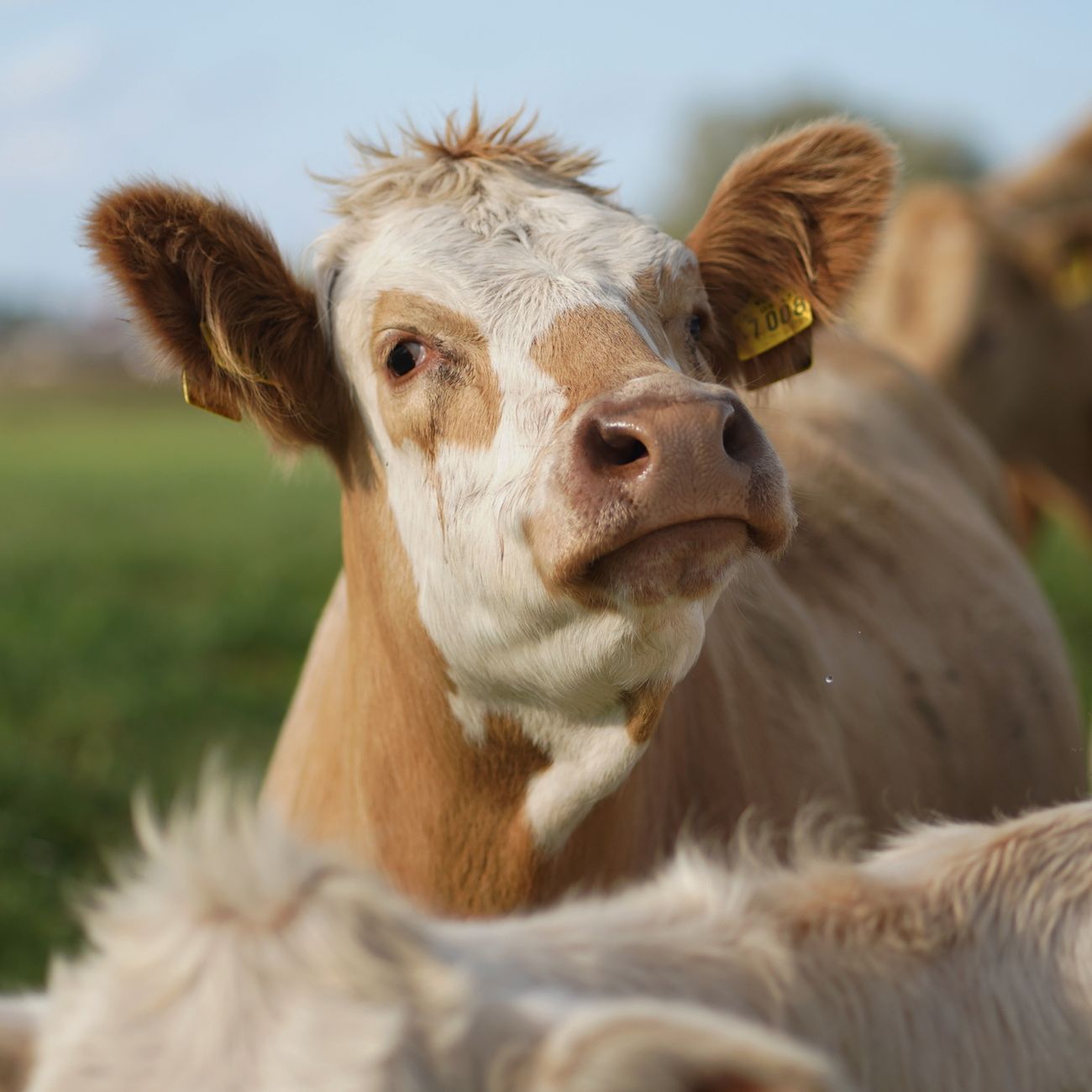 Ethical Issues in Genomic Breeding