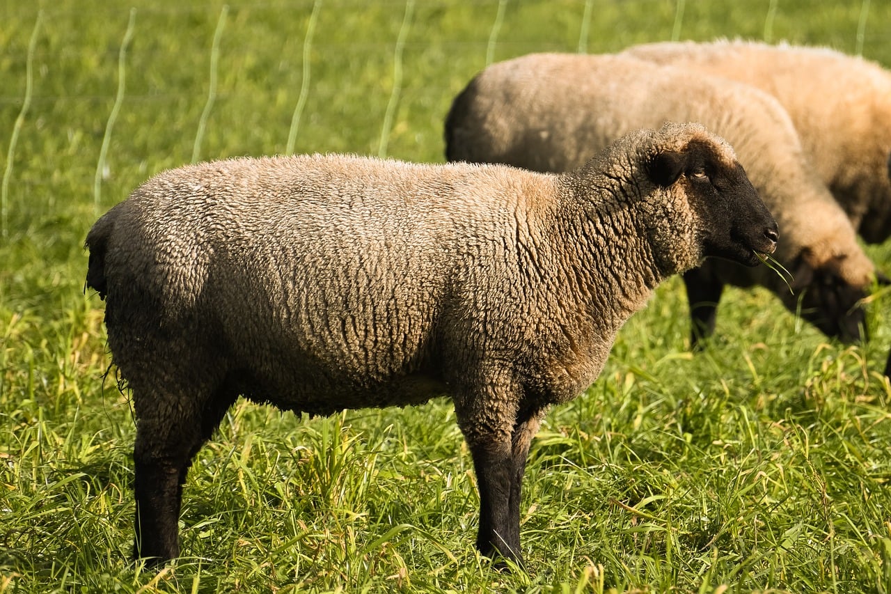 Genomic Breeding in Practice