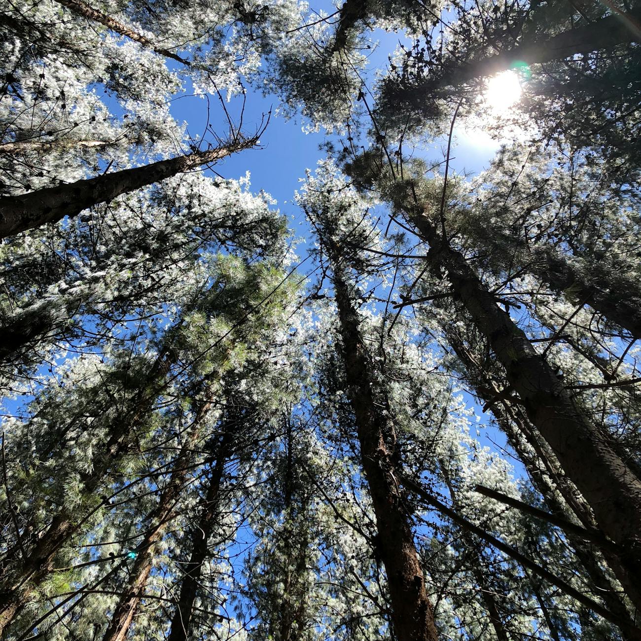 Risk Management in Forestry