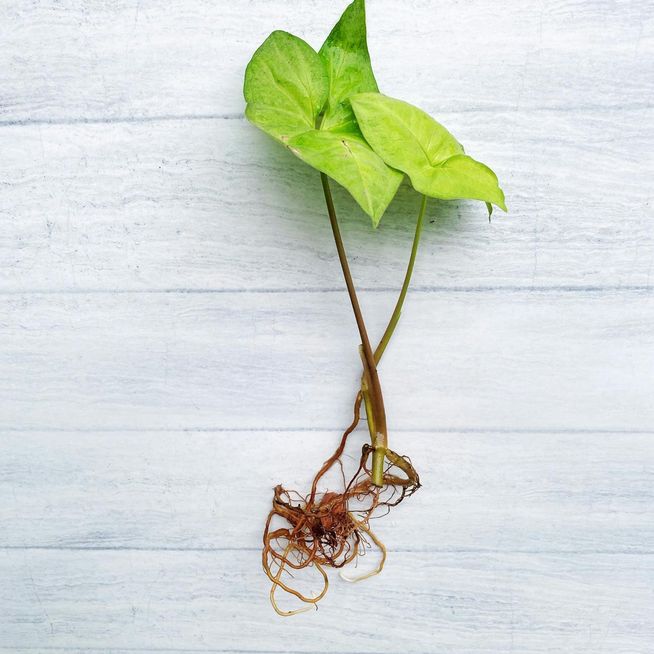 Emerging Trends in Bio-IP.