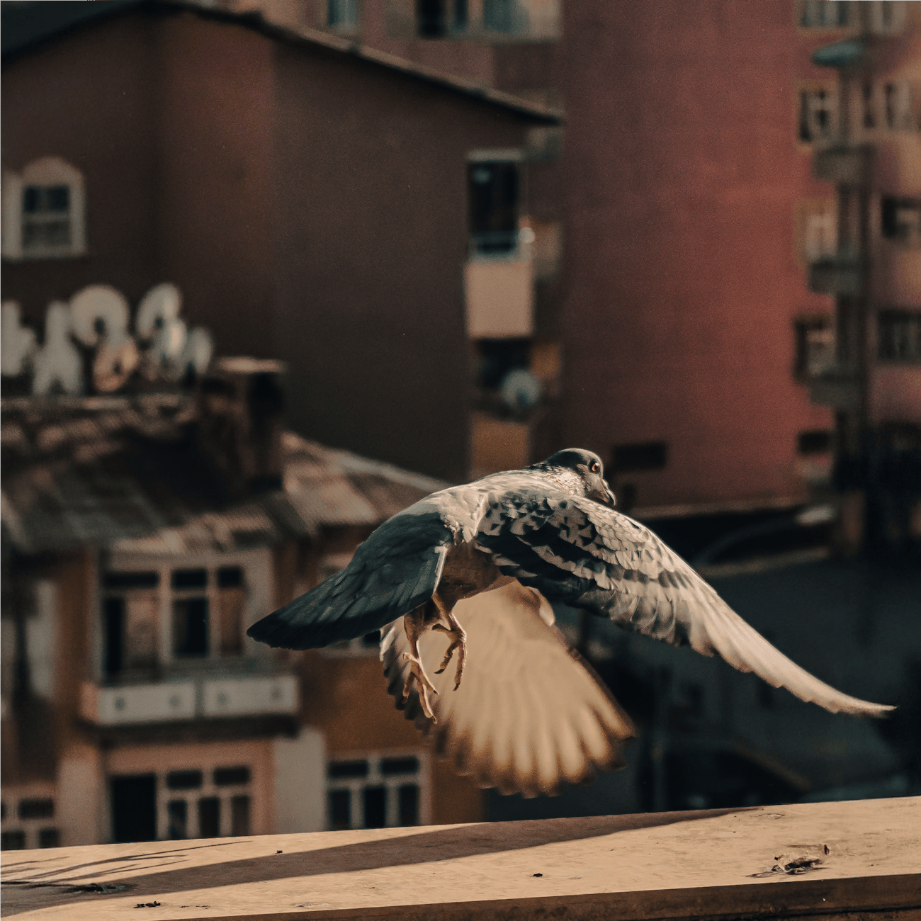 Pigeon Health and Disease Management