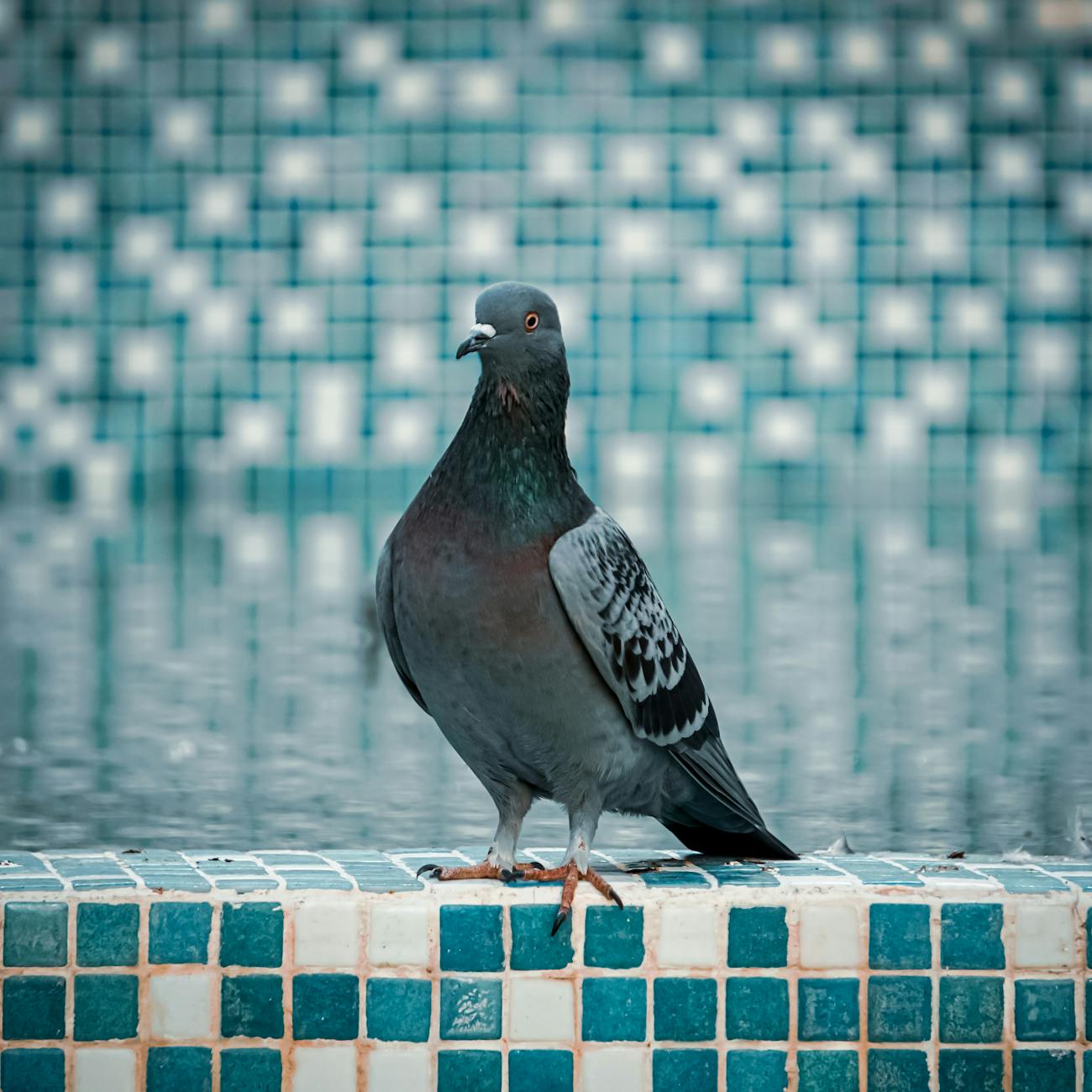 Pigeon Handling and Restraint