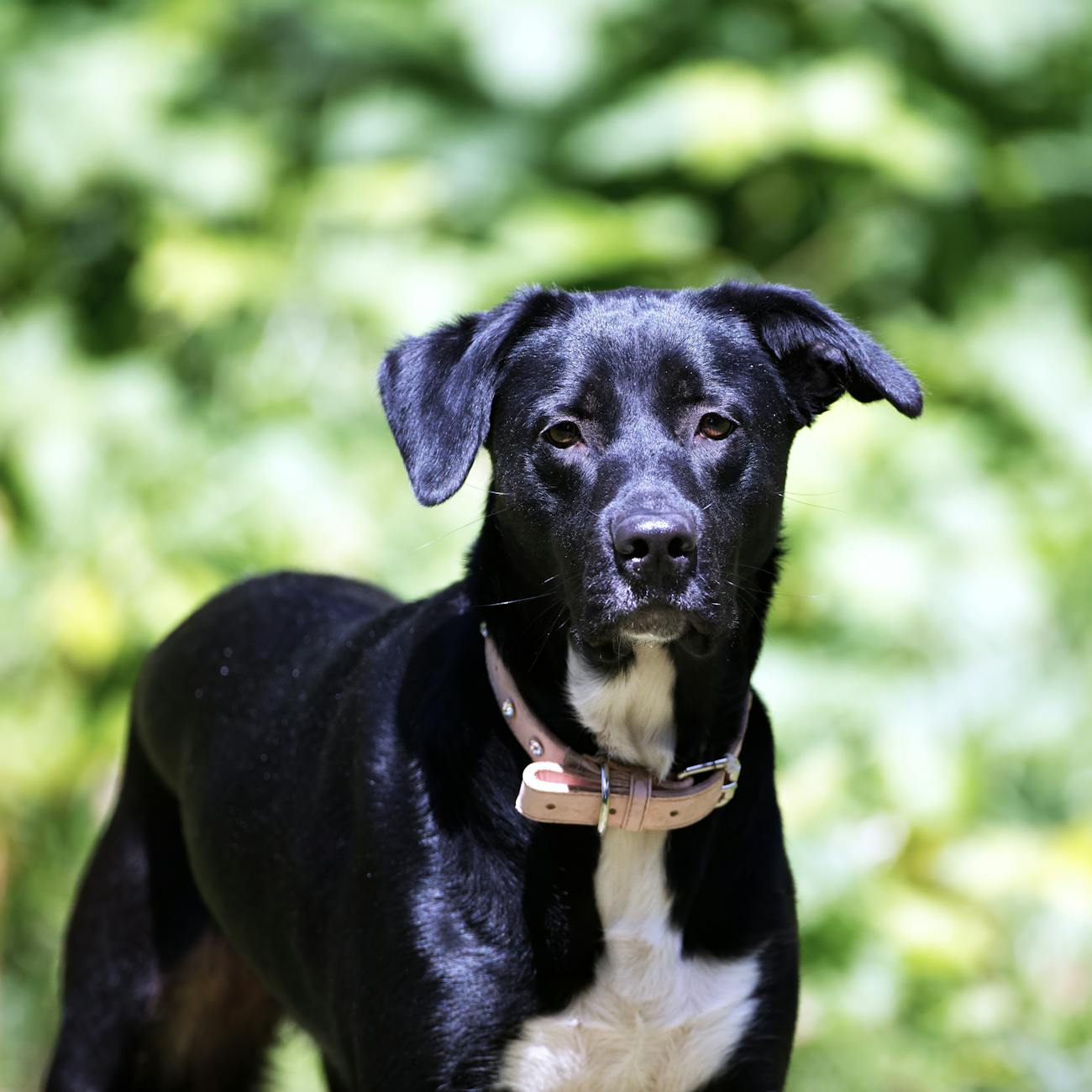 Canine Problem Behaviors
