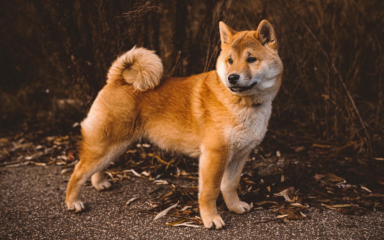 Canine Enrichment and Socialization