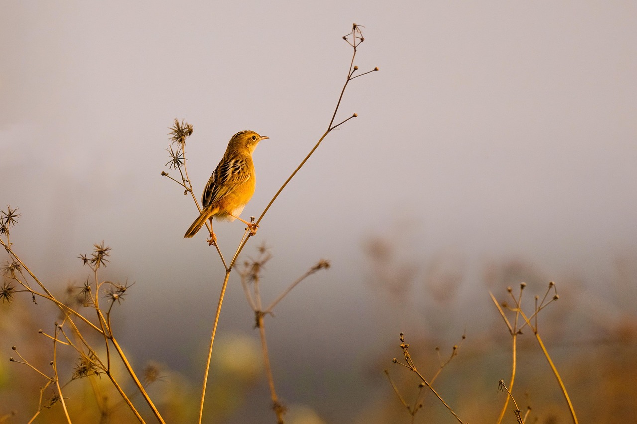 Wound Management in Birds