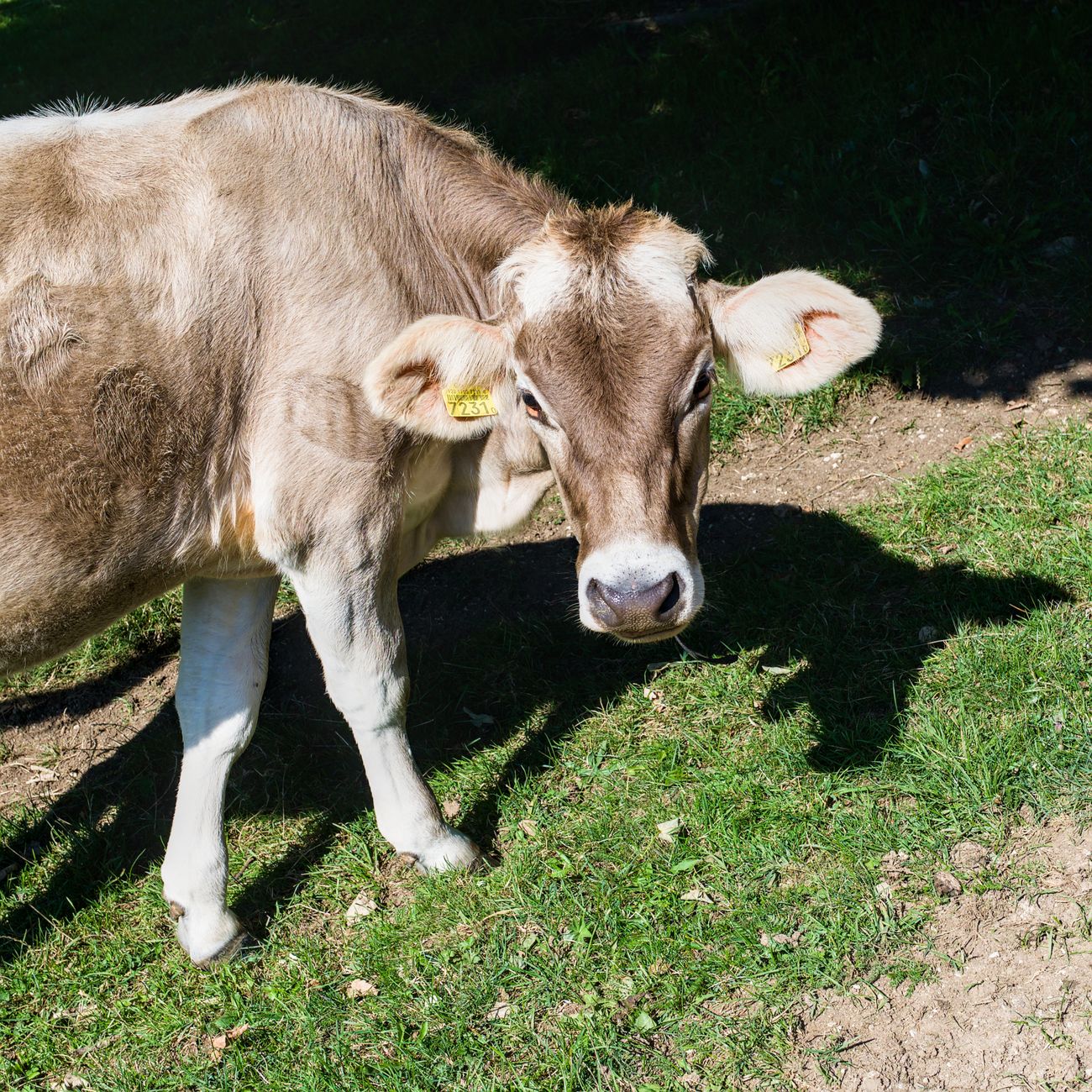 Functional Genomics in Livestock